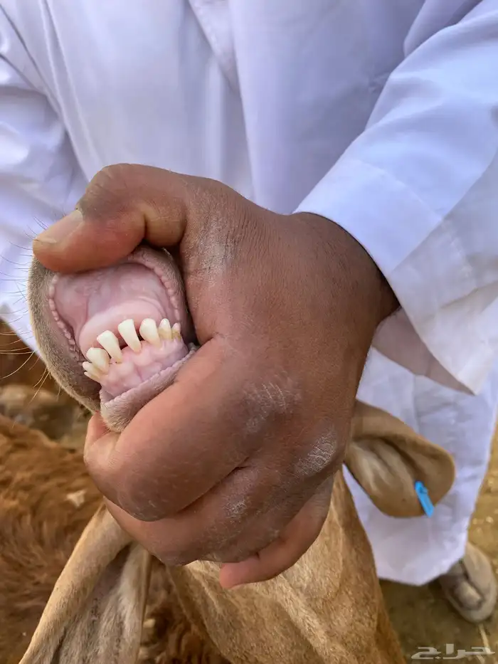 للبيع سواكن حري مرابي 6 شهور 4