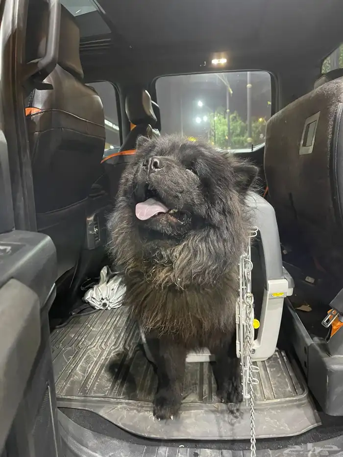 كلب تشاو تشاو 2