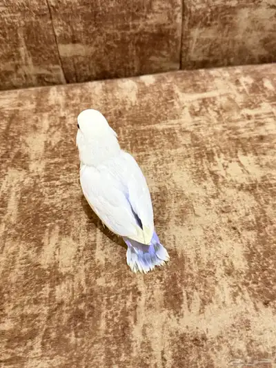 فرخ روز نهاية فطام 2