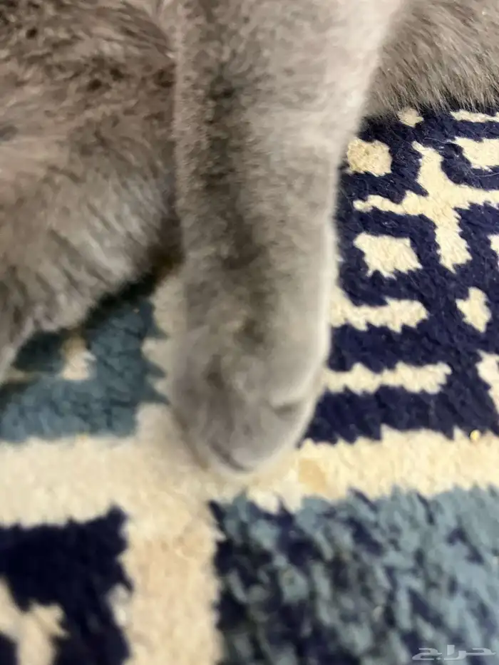 قطه 12