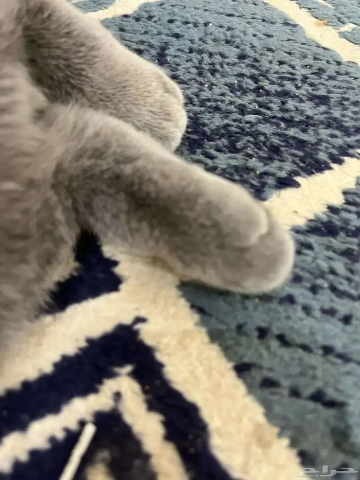 قطه 10
