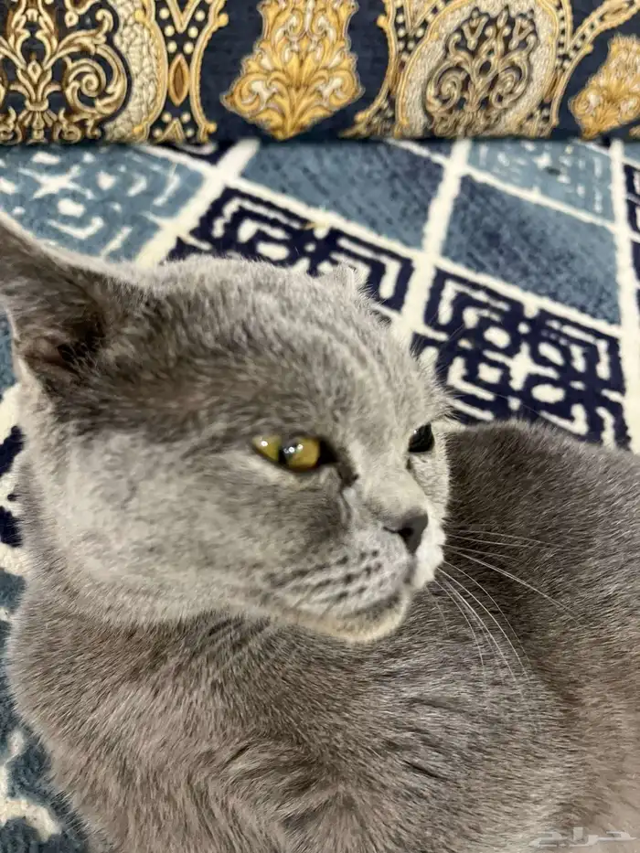 قطه 9