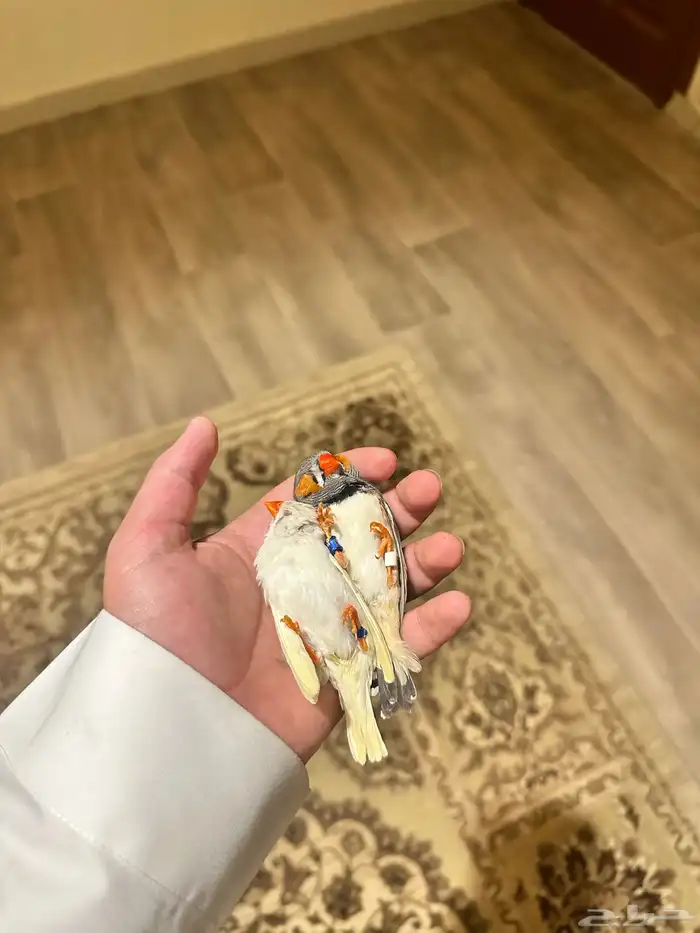 عرض لكم جوز الزيبرا اليف 1