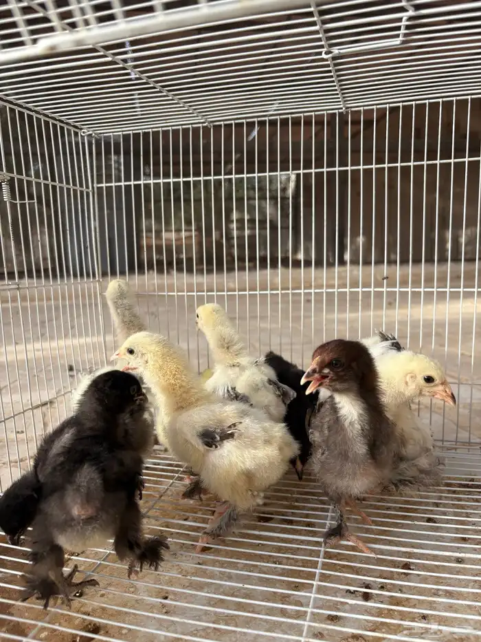 صوص براهما فواخر 4