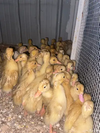 صيصان بط 3