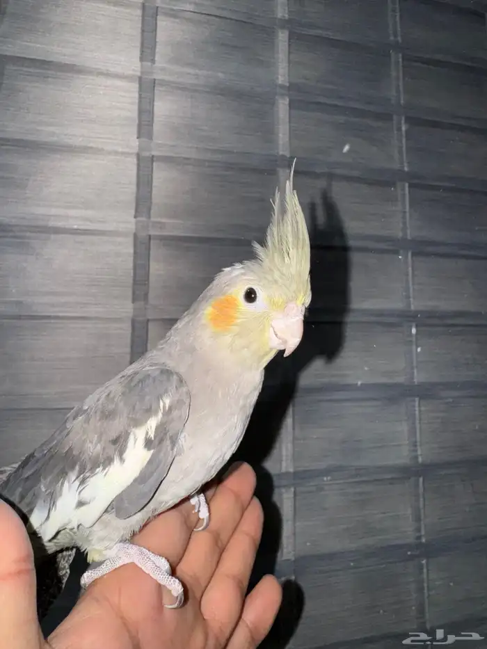 كروان نورمل اليفه تم البيع 2