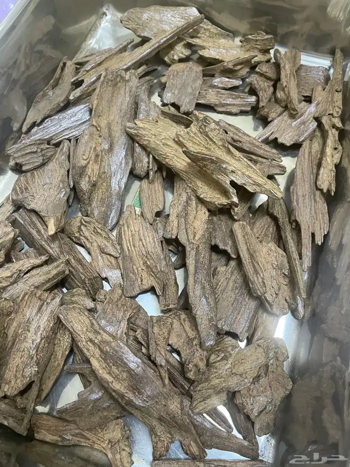 كلمنتان طبيعي محسن كسر راهيه 4
