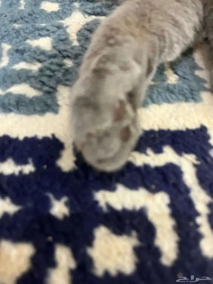 قطه 8