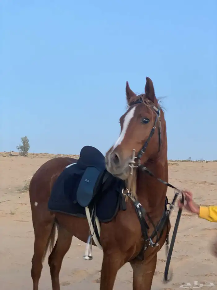 حصان مفقود حي الشقة 0
