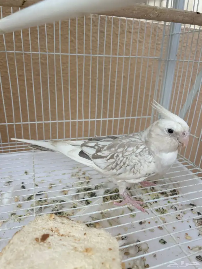 كروان هولندي مفقود 0