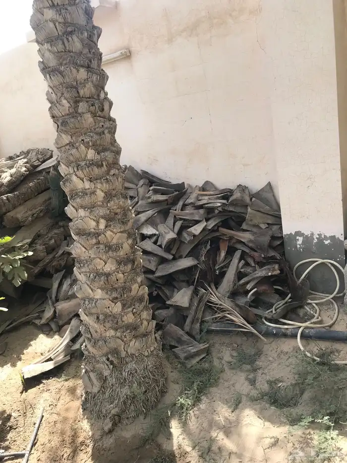 جذوع نخل يابسة وكرب 2
