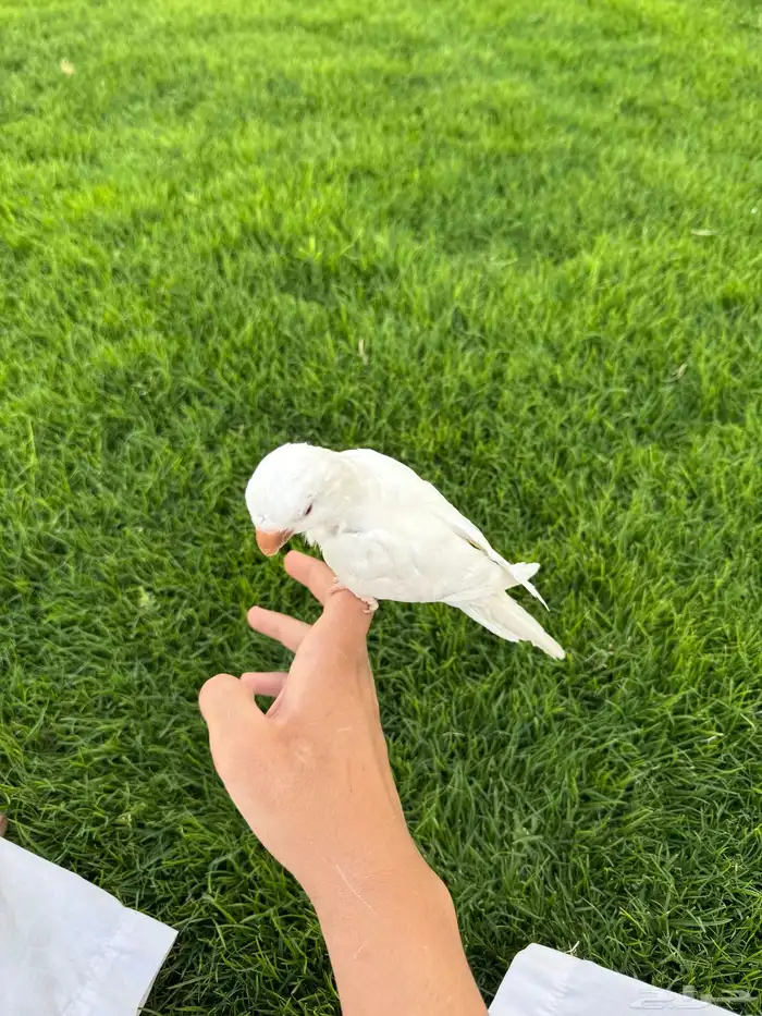ببغاء كويكر اليف متكلم وهدد داخلي وخارجي تم البيع 4
