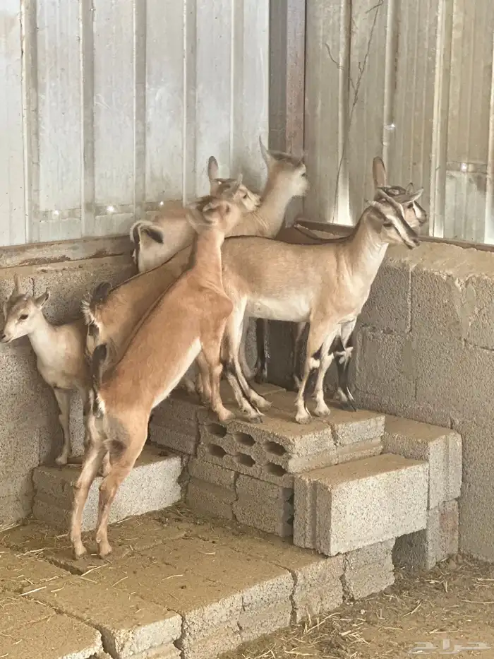 جفرات لون الصيد صنف المزاحمية 2