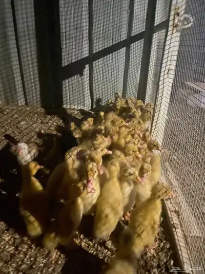 صيصان بط 4