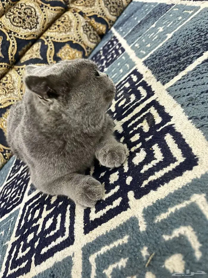 قطه 2