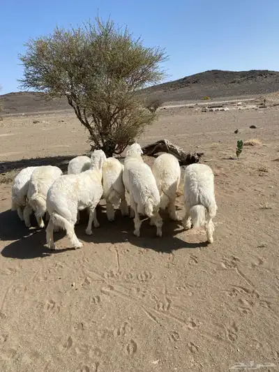 خرفان جبره ضحايا تم البيع 0