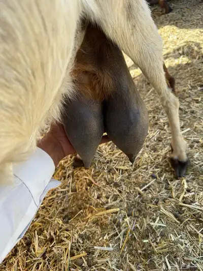 بيشيات حليب تم البيع بفضل الله تابع العضويه ليصلك كل جديد 11