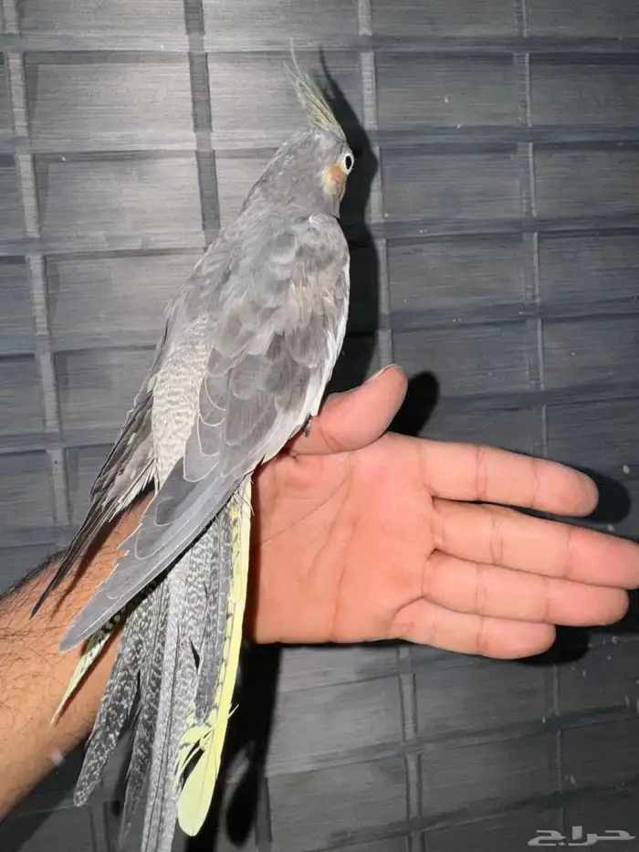 كروان نورمل اليفه تم البيع 1