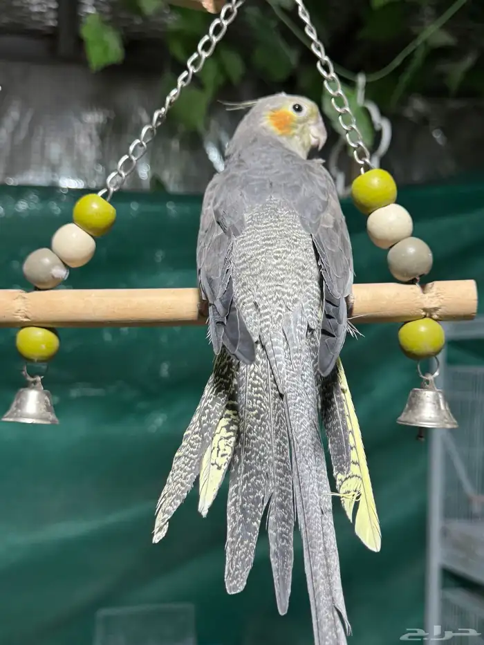 كروان نورمل اليفه تم البيع 0