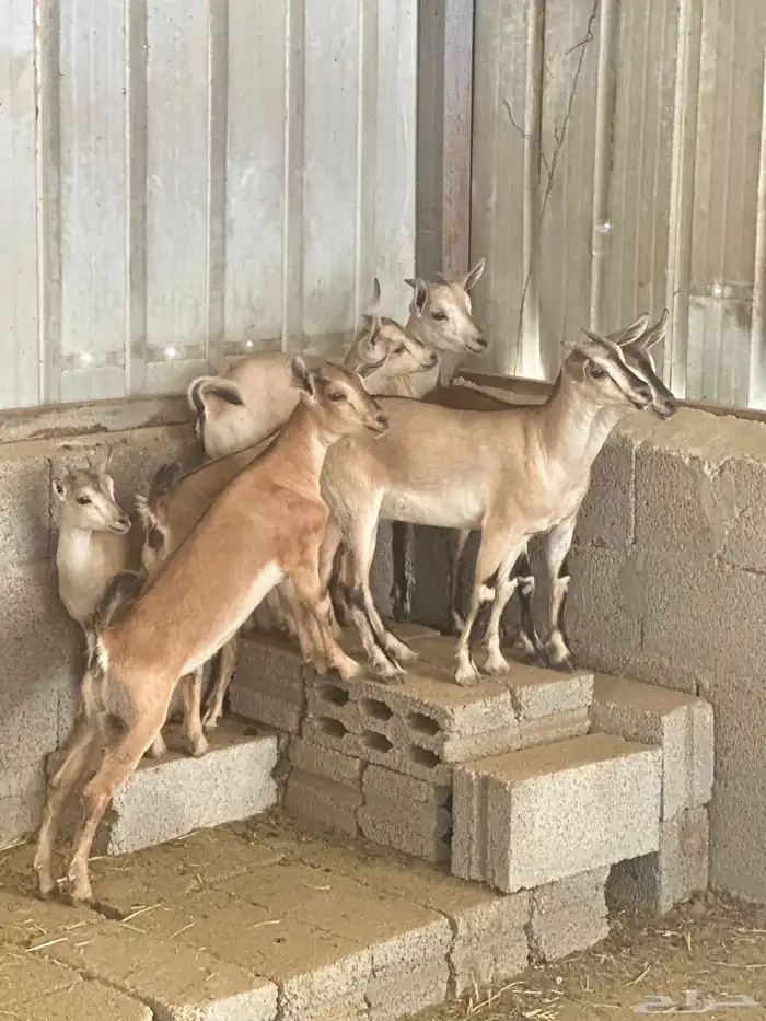 جفرات لون الصيد صنف المزاحمية 1