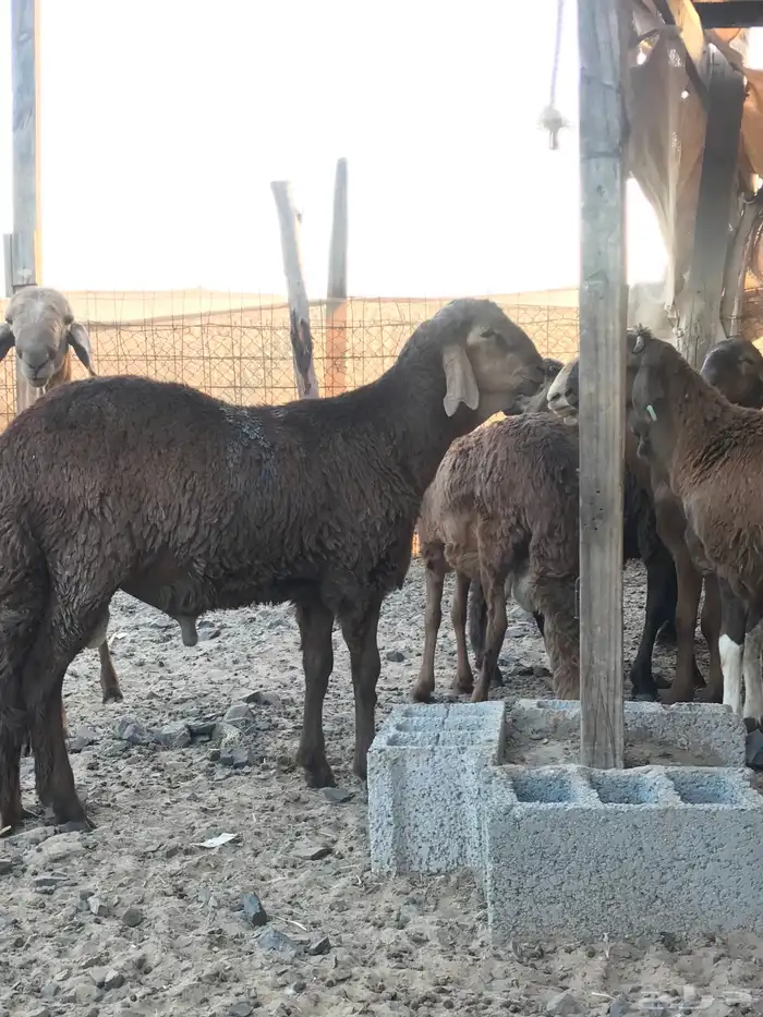 اضاحي طليان سواكني ظهور مليانه شحم ولحم 1