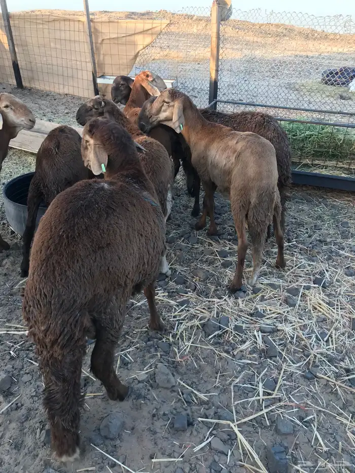 اضاحي طليان سواكني ظهور مليانه شحم ولحم 2