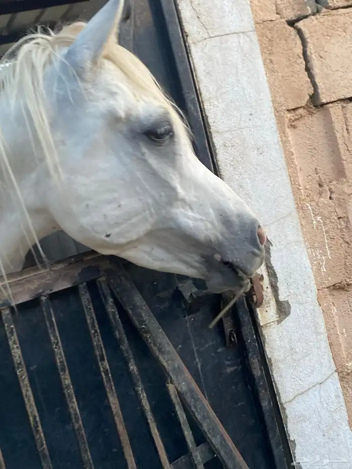 حصان شيخ 3