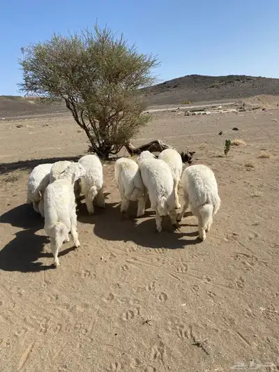 خرفان جبره ضحايا تم البيع 1