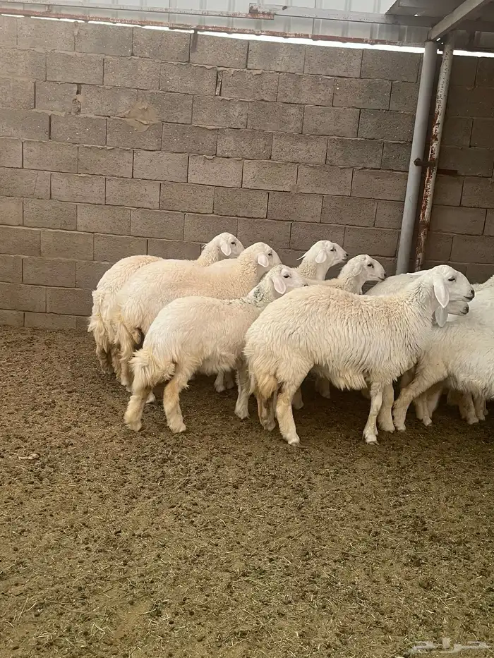 بهم ضحايا البيع جمله و تفريد 5