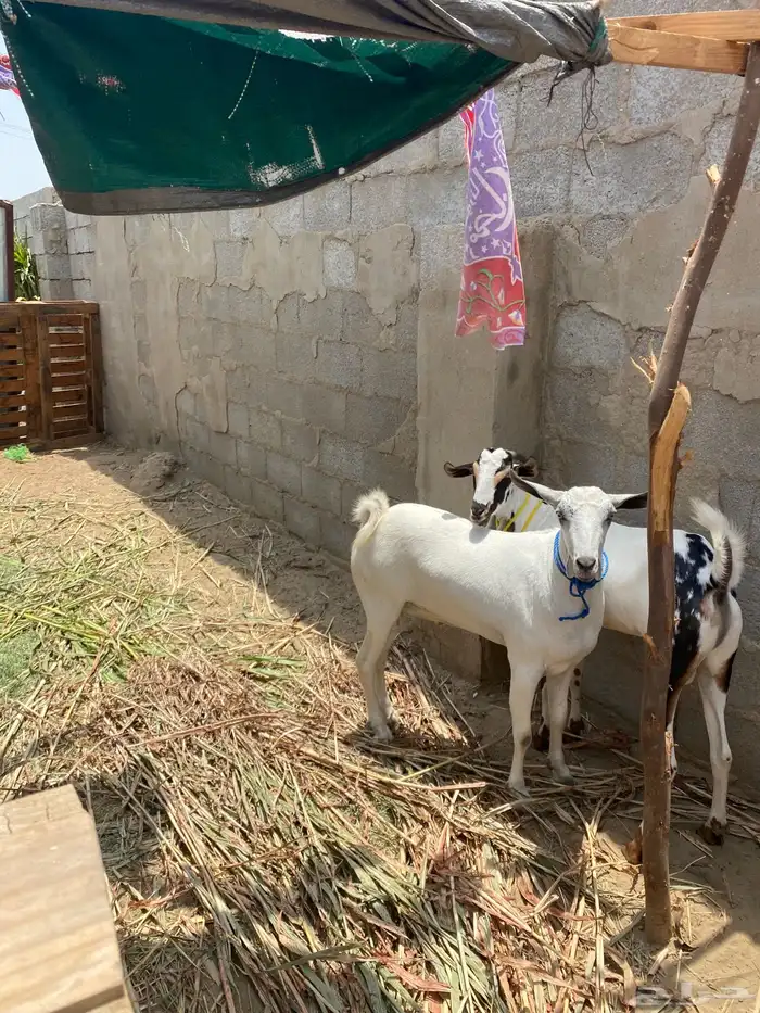 تيوس اضاحي 0