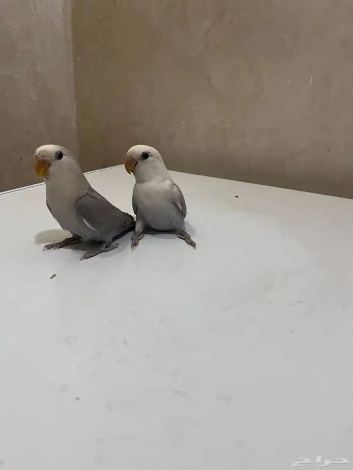 بغيغاء روز 1