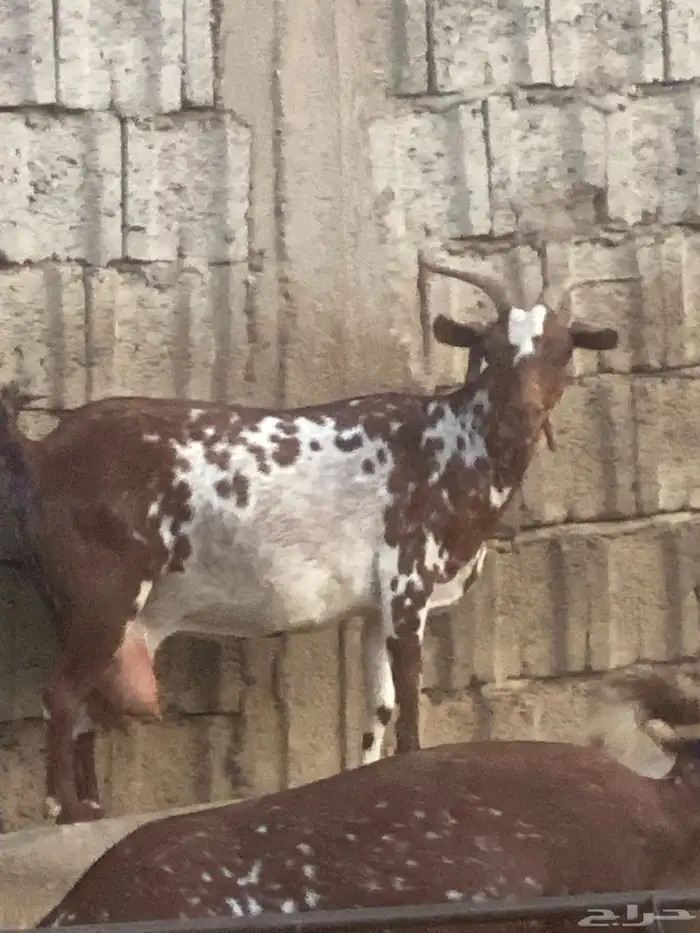 شاه منتوجه جابت توأم وماتوا الي يبغى فديو لها يدخل خاص 1