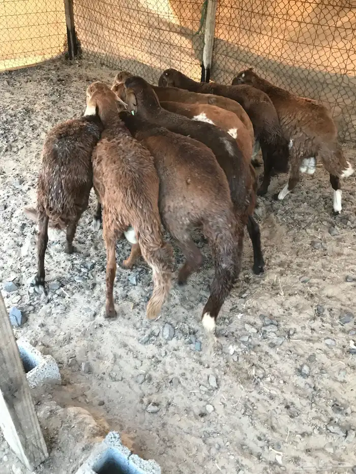 اضاحي طليان سواكني ظهور مليانه شحم ولحم 0