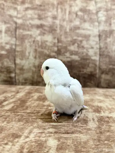 فرخ روز نهاية فطام 3