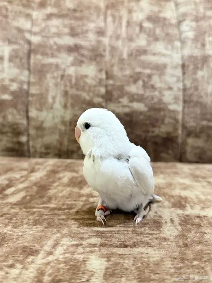 فرخ روز نهاية فطام 3