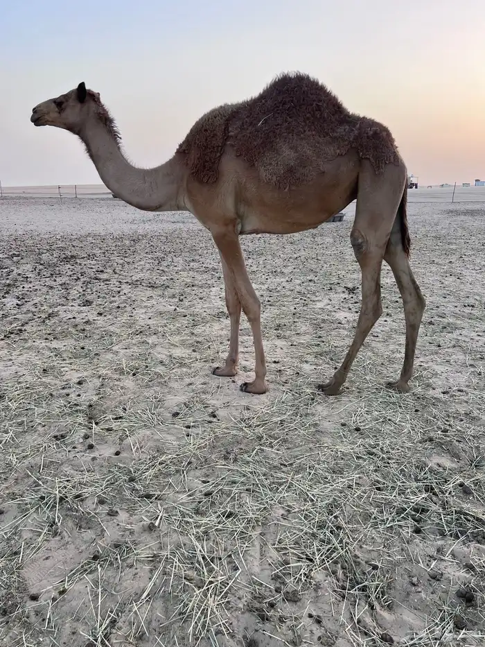 لبيع مفروده 0