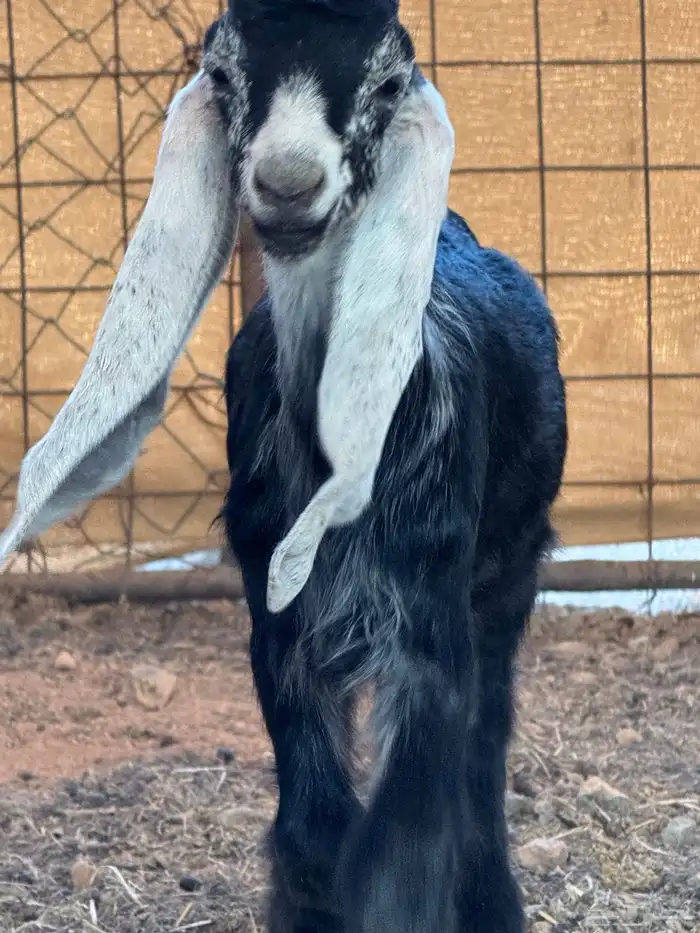 للبيع معزا عوارض معرفه 6