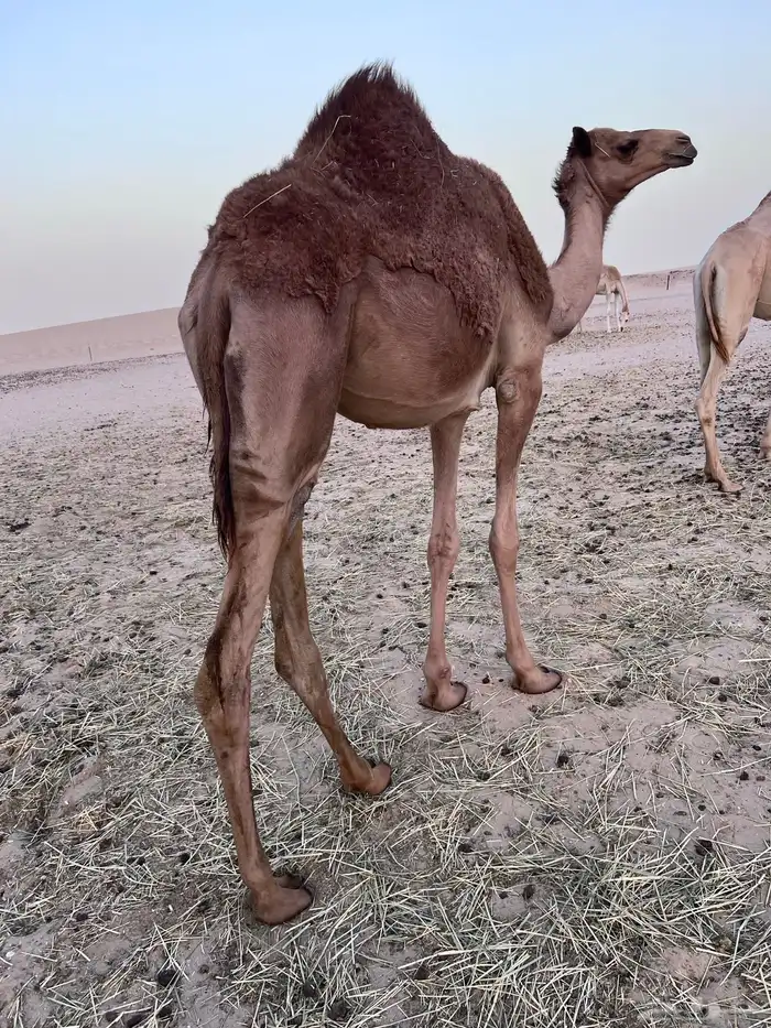 لبيع مفروده 2
