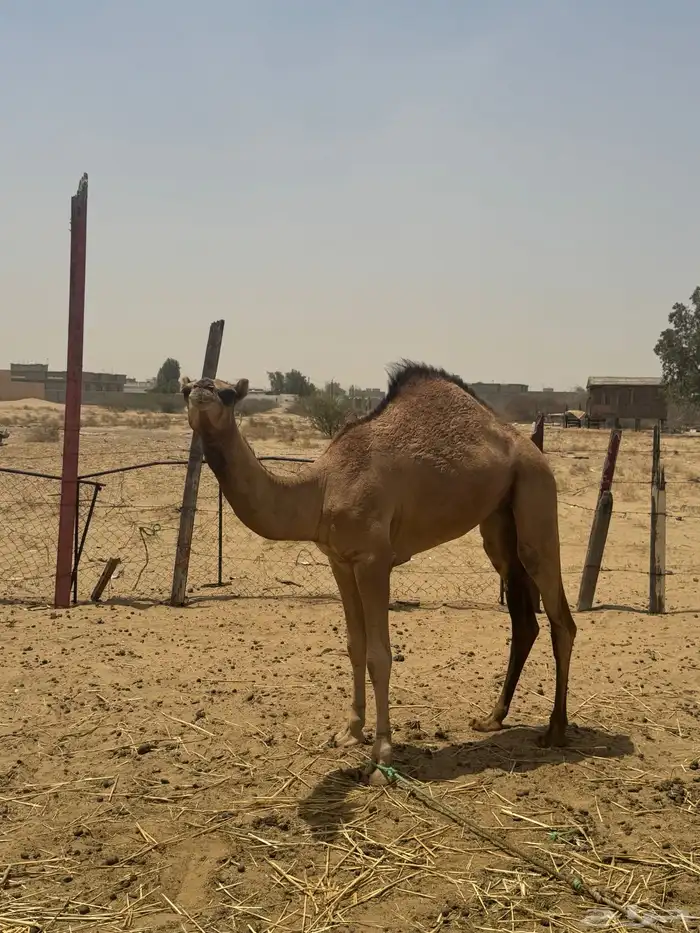 ناقه ساحليه خلفه تحتها بكره مفروده 1