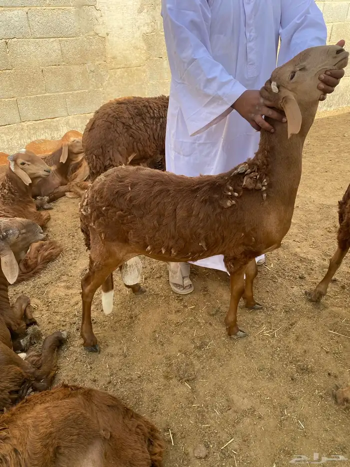 للبيع سواكن حري مرابي 6 شهور 3