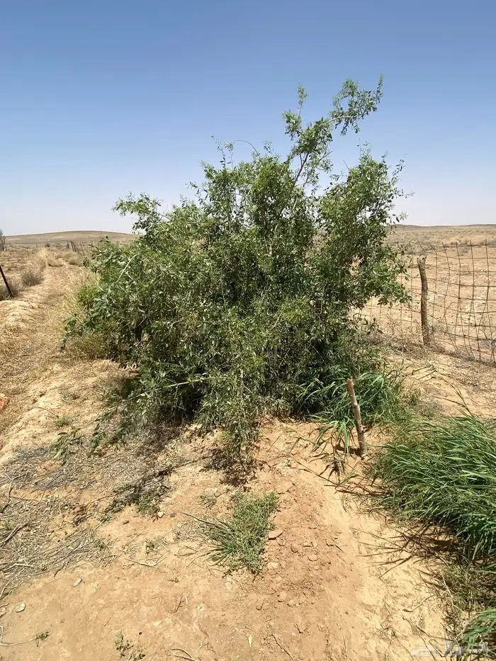 للبيع مزرعة شرق الفوارة بمنطقة القصيم 7