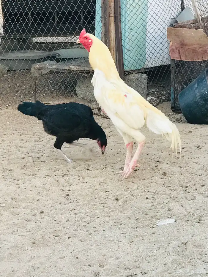 جوز سندي منتج 0