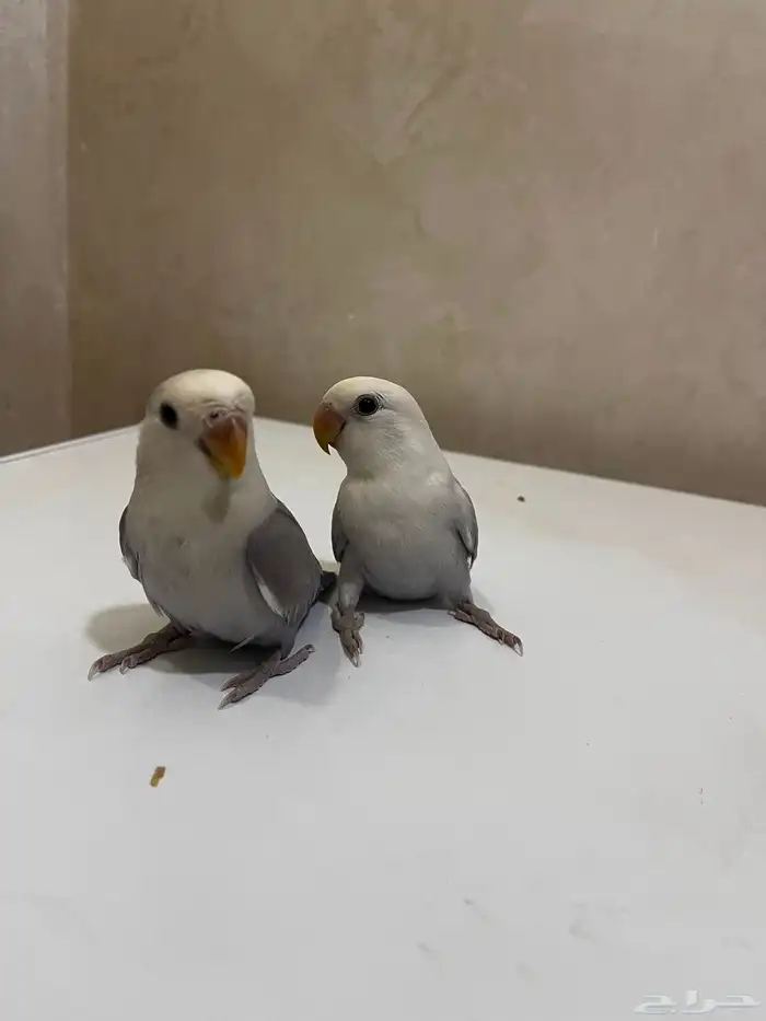 بغيغاء روز 2