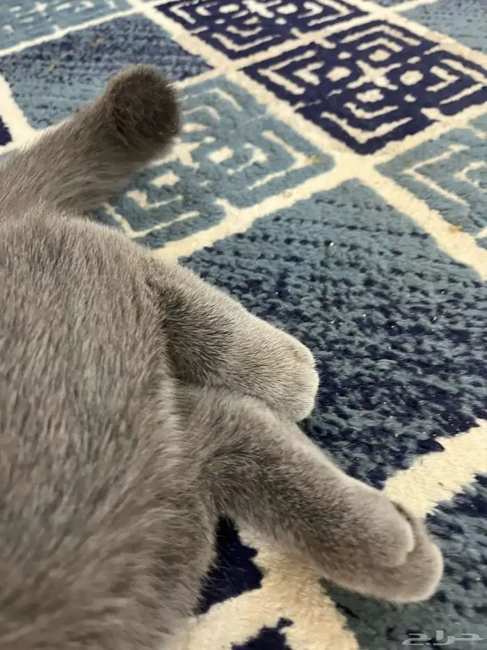 قطه 11