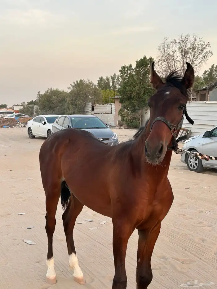مهر شعبي 4