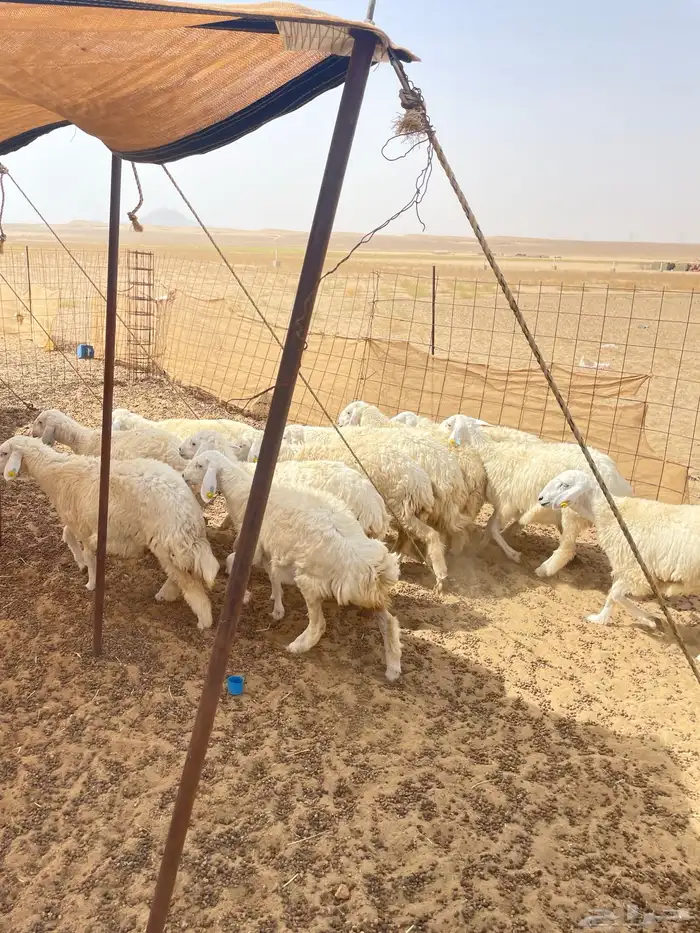 رخال وطليان مناسبات 3