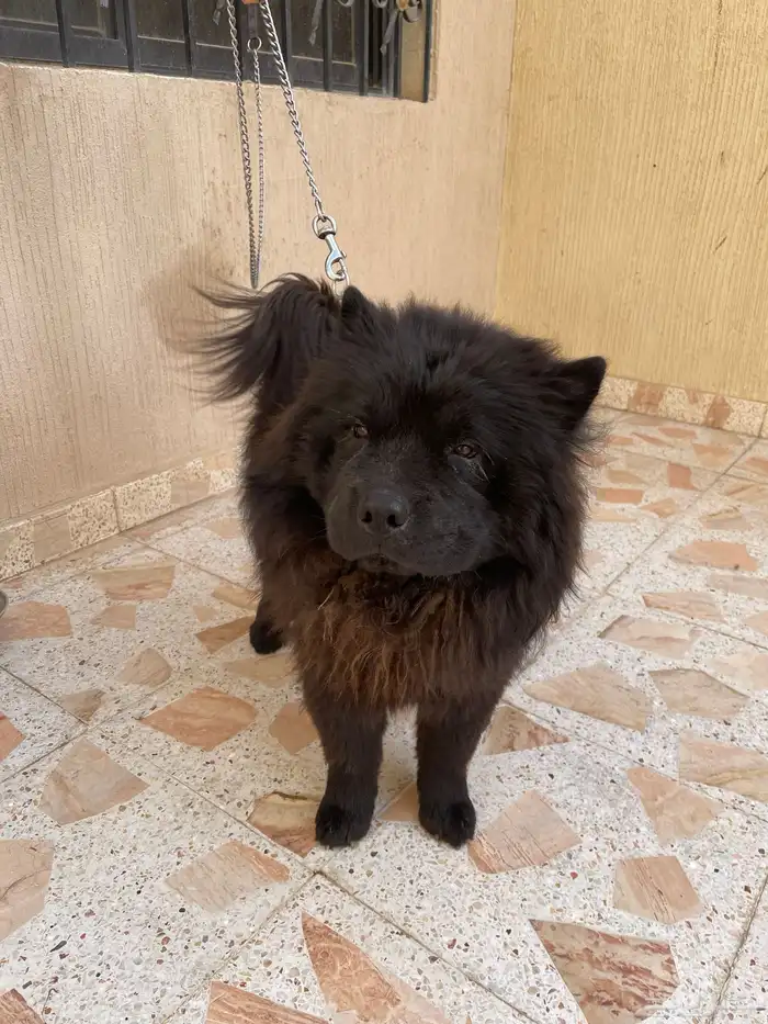 كلب تشاو تشاو 3