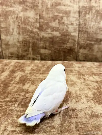 فرخ روز نهاية فطام 4
