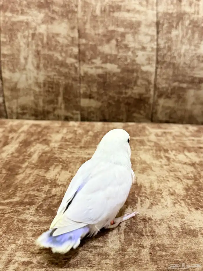 فرخ روز نهاية فطام 4