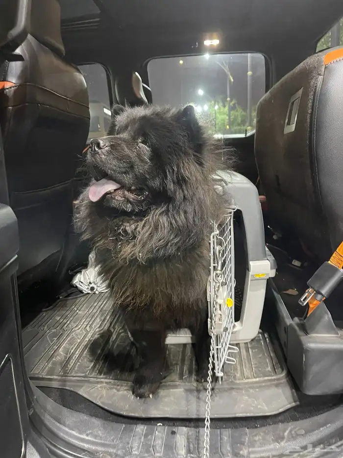 كلب تشاو تشاو 1